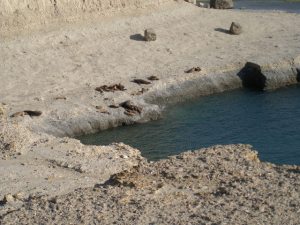 Seals - Peninsula Valdez