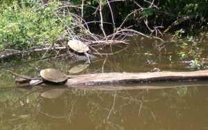 Turtles