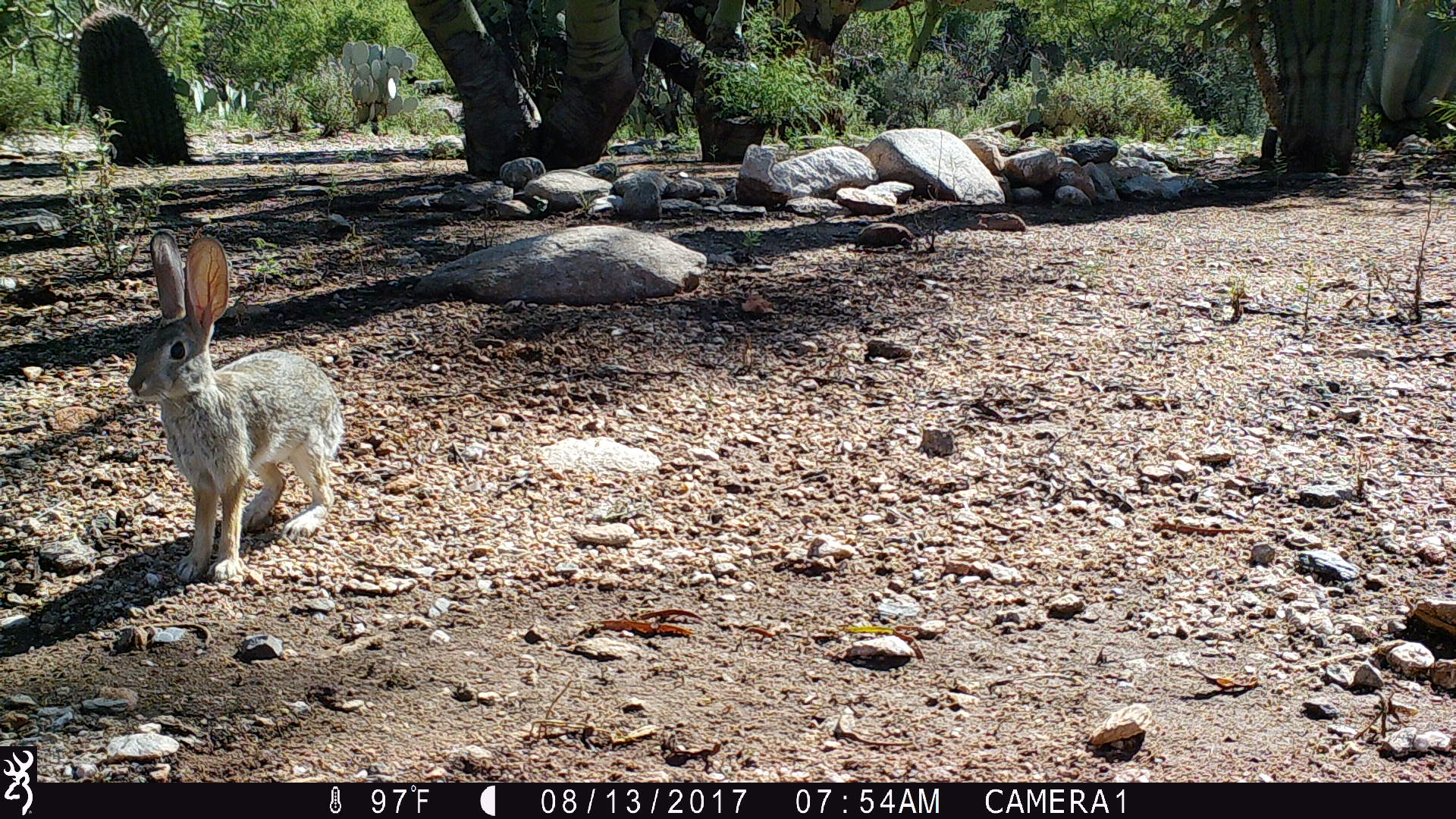 0754:081317:97F:0000:CAMERA1:6E[178:0014]G[008:0x0006]