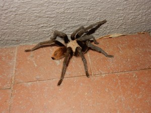 Tarantula.1